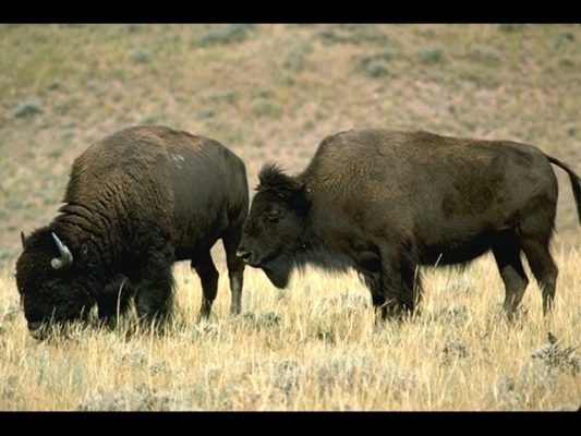Bison Herd Moving In To Caprock Canyon State Park