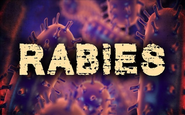 Rabies Awareness Reminder for the Summer