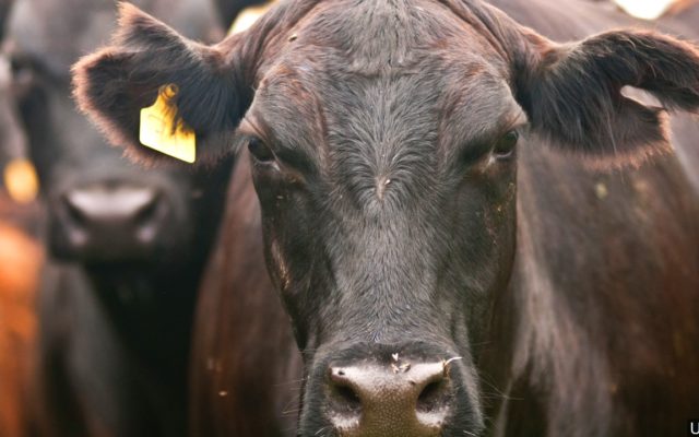 Beef Exports and Global Beef Information