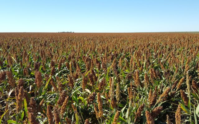 Sorghum Turns to Tech Marketing During COVID-19