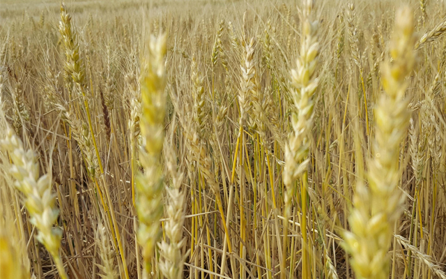 Texas Wheat: Economy Updates