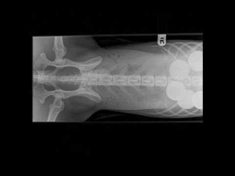 Dog Has Surgery To Remove Five Golf Balls