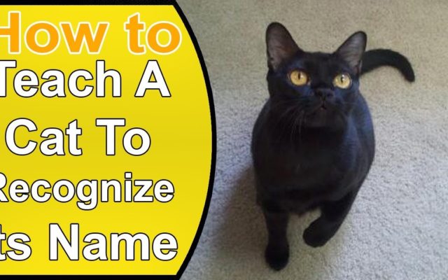 Cats Are Able To Recognize Their Own Names