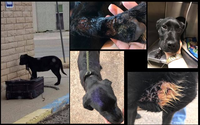 The Tulia Police Department is investigating two possible animal cruelty cases.