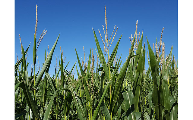 Most Corn Unaffected by Recent Freeze