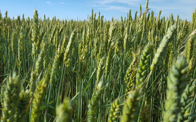 Planting and Policy Update with Texas Wheat