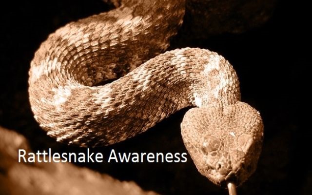 Snake Bite Awareness with Ronica Farrar Tomorrow on The Chat