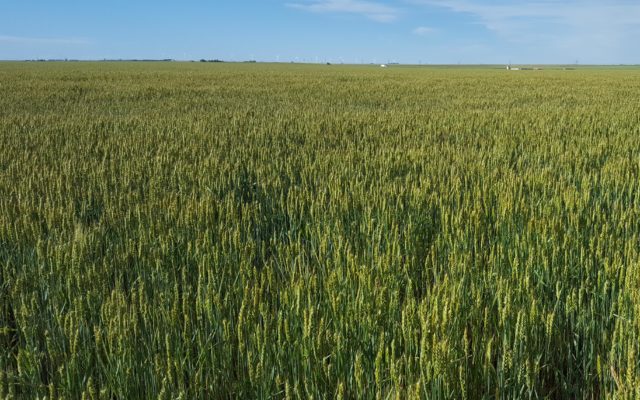 Winter Wheat Condition is Improving