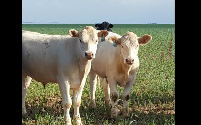 Texas Cattle Report for September 6th
