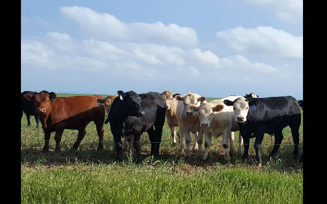 Texas Cattle Report for August 9th