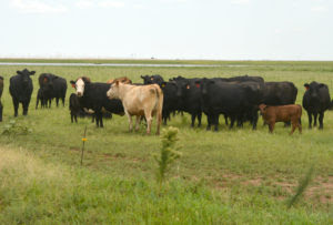 Ed Czerwien Cattle Report for June 25th