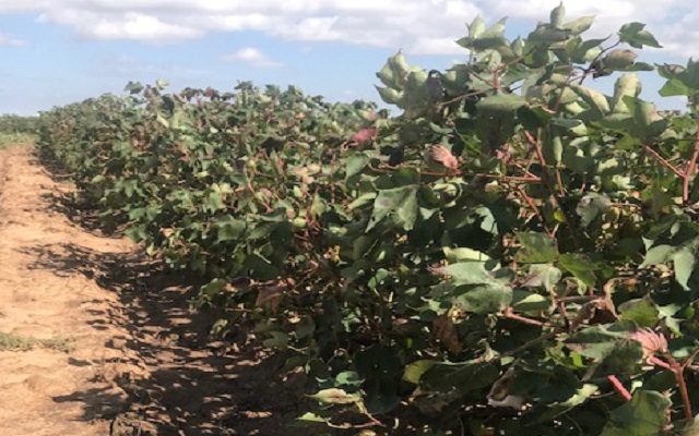 If Amarillo is almost too far North to grow cotton, how can it grow in Kansas?