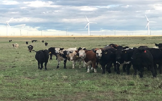 Cattle Market Update With Ed Czerwien For Week Ending 8/14