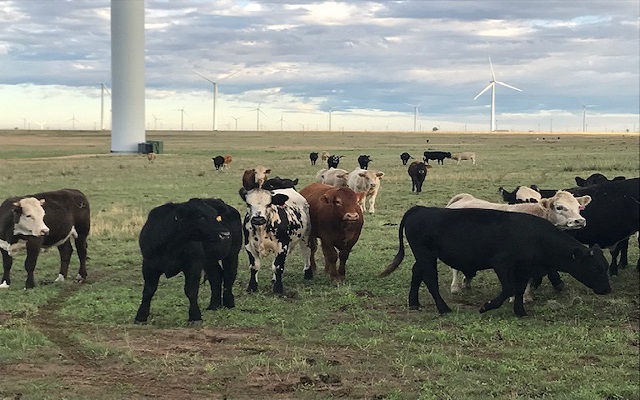 Livestock Forage Disaster Program Triggered on High Plains