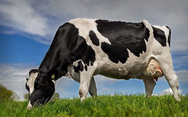 Texas Dairy: New Market Updates
