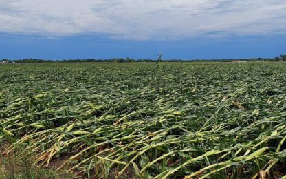 Flattened corn fields are being located in Iowa, Missouri, Northern Illinois and Nebraska as a result of last week's derecho storm.