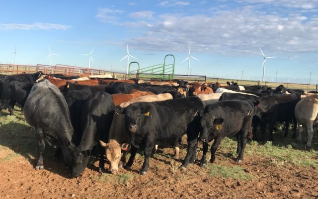 Ed Czerwien Cattle Report for Oct. 26