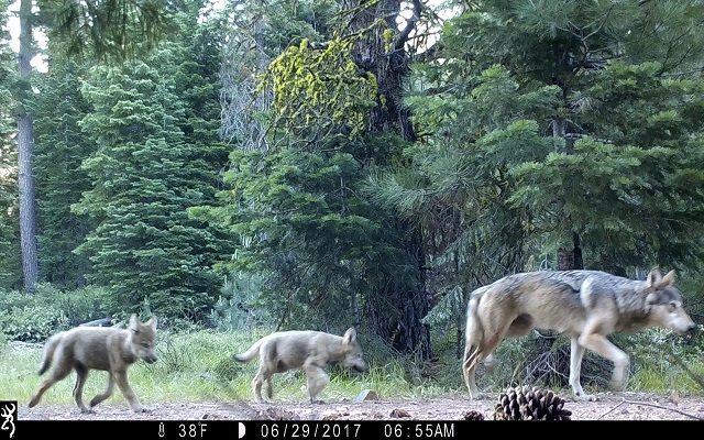 Trump Administration Drops Gray Wolf From Endangered Species List
