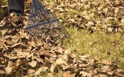 Autumn season is here! Homeowner raking a pile of fall leaves in their backyard.