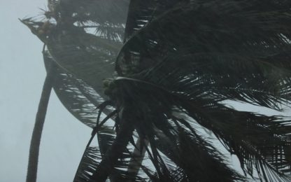 Close up coconut palms tree during heavy wind or hurricane. Rainy day - photo: Alphamedia USA