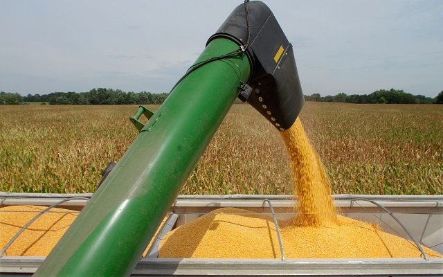 Texas Corn Harvest Update with Texas Corn Producers