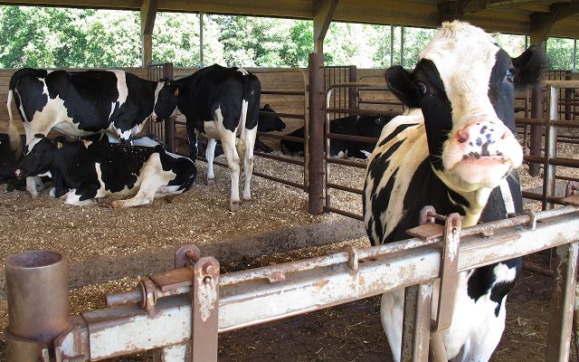 Golden Spread Agribusiness: Talks Texas Dairy