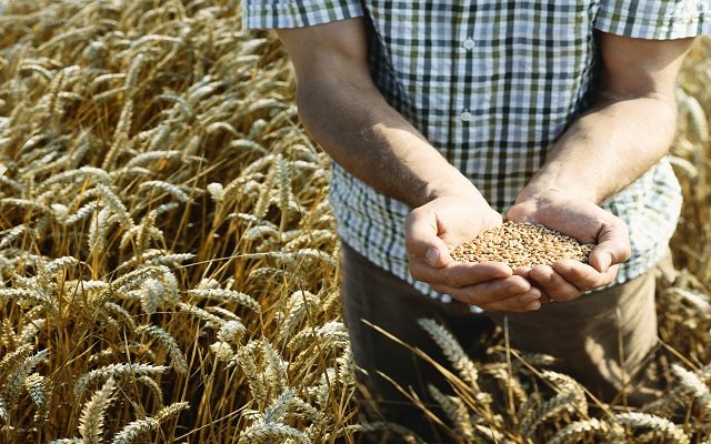 Texas Wheat: Growing Conditions for Winter Wheat