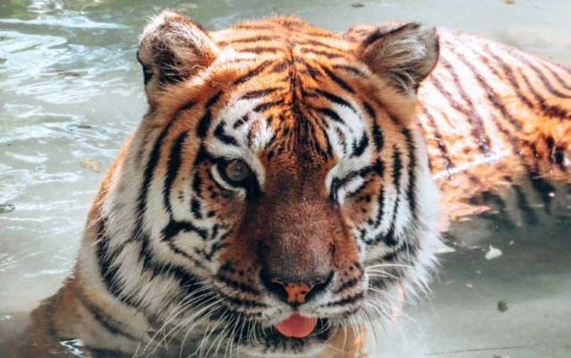 Sabrina The Tiger Continuing To Help The Amarillo Zoo