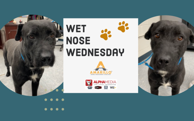 Wet Nose Wednesday – Meet the Mystery Dog!