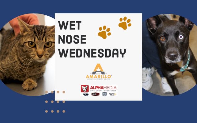 Wet Nose Wednesday – Meet Skye & Elizah!