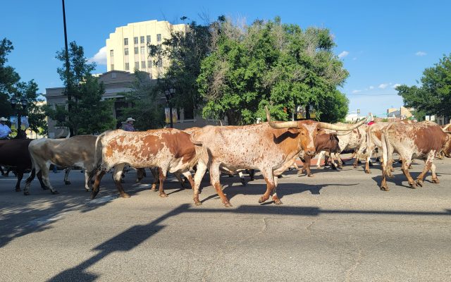 Coors Cowboy Club Cattle Drive