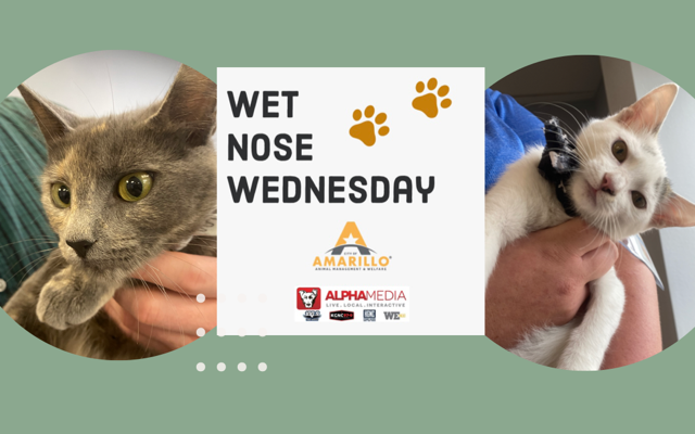 Wet Nose Wednesday – Meet Sasha & Griffey!