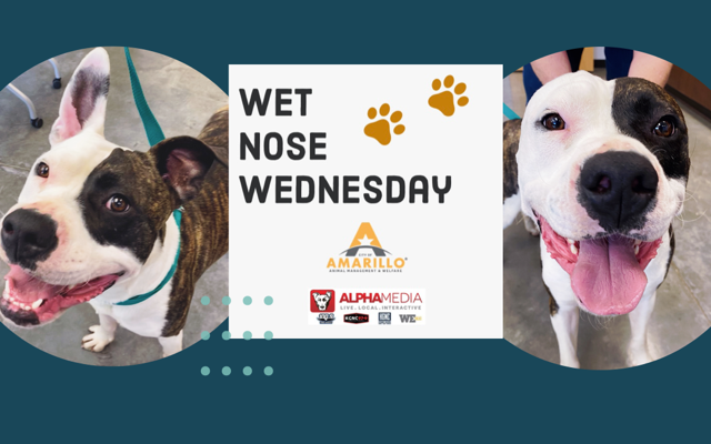 Wet Nose Wednesday – Meet Radar!