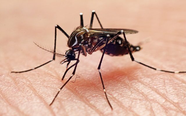 AC and City of Amarillo collaborate on mosquito project