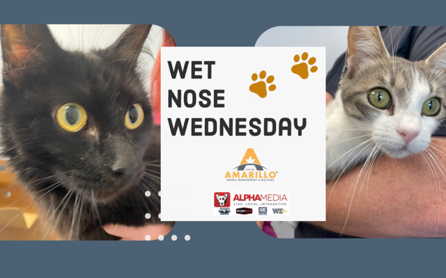 Wet Nose Wednesday – Meet Midnight & Trixie!