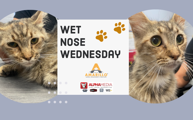 Wet Nose Wednesday – Meet Elisa!