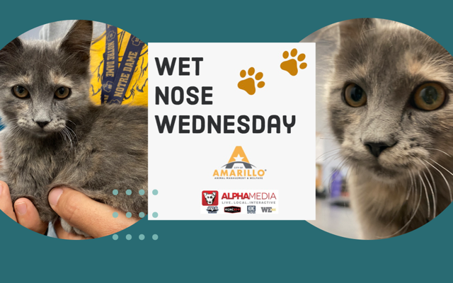 Wet Nose Wednesday – Meet Pursley!