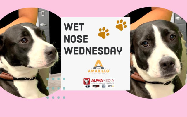 Wet Nose Wednesday – Meet Piper!