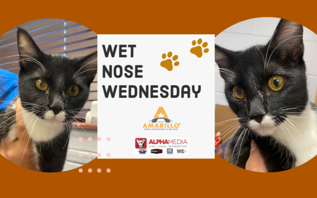 Wet Nose Wednesday – Meet Marshall!