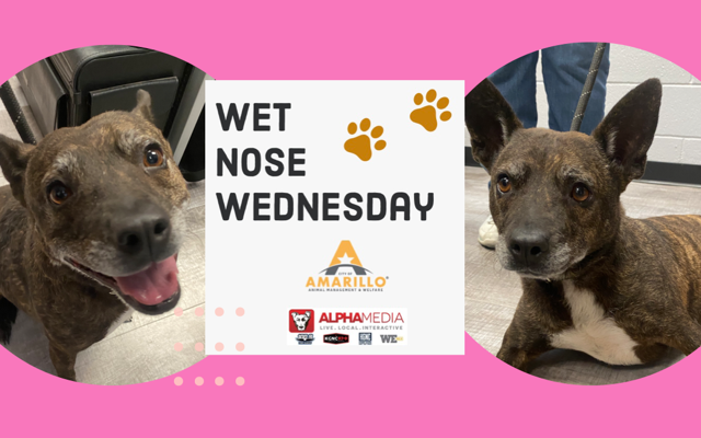Wet Nose Wednesday – Meet Evie!