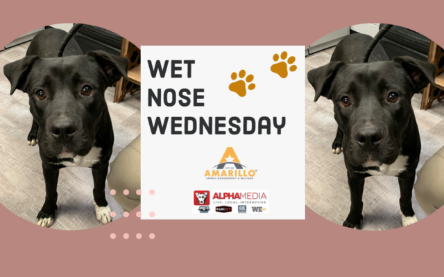 Wet Nose Wednesday – Meet Ollie!