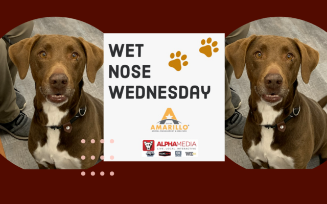Wet Nose Wednesday – Meet Jasmine!