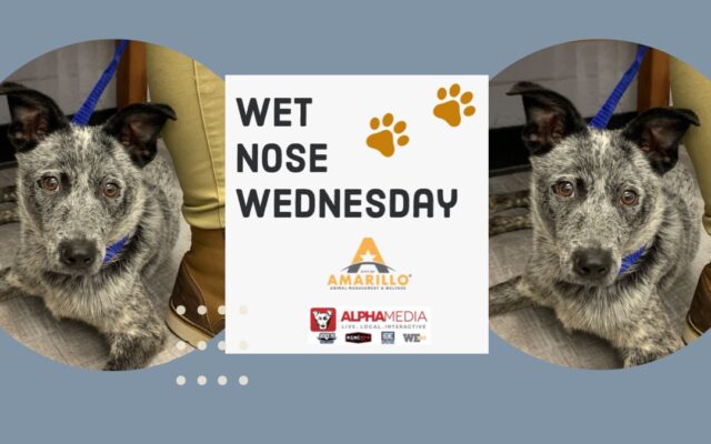Wet Nose Wednesday – Meet Concho!