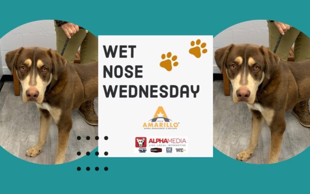 Wet Nose Wednesday – Meet Thunder!