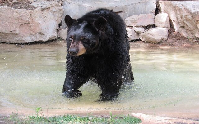 Amarillo Zoo Black Bear Passes Away