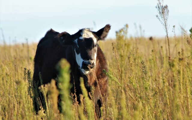 New Changes for Basic Medication for Cattle Producers