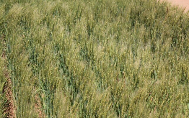 Texas Wheat Planting Updates