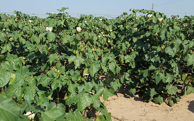 Updates on Yields for Cotton Producers