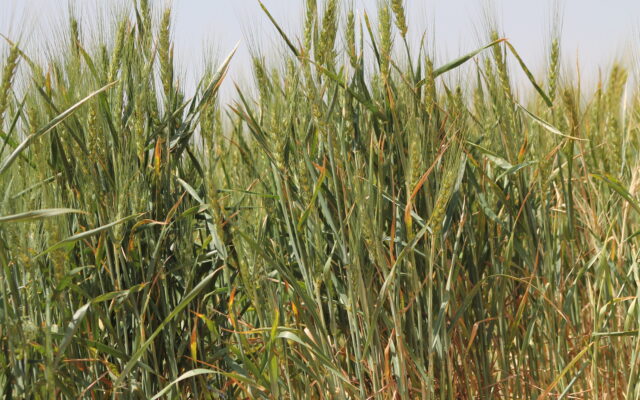 New Crop Insurance for Wheat Producers