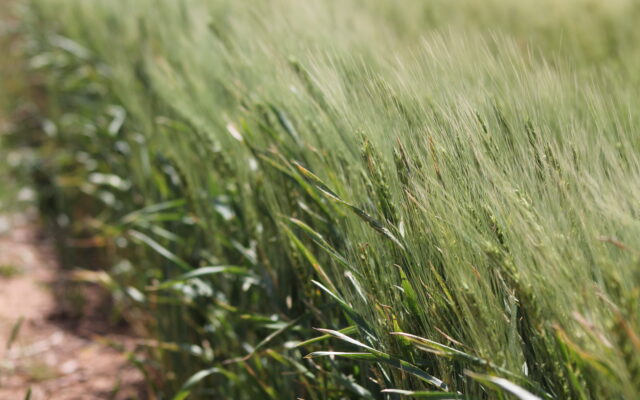 Market and Harvest Updates from Texas Wheat